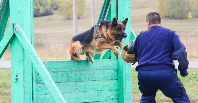 Услуги по кинологии (в т.ч. обучение собак)