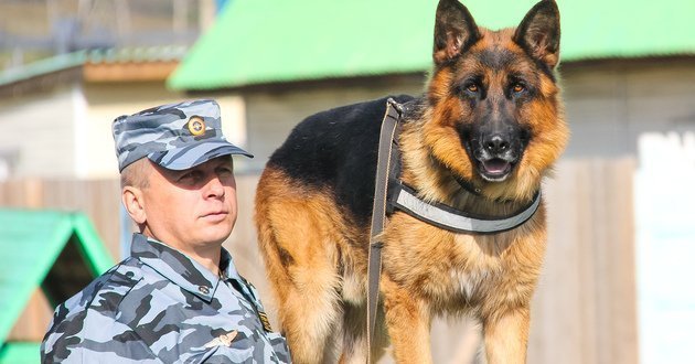 Охрана с применением собак