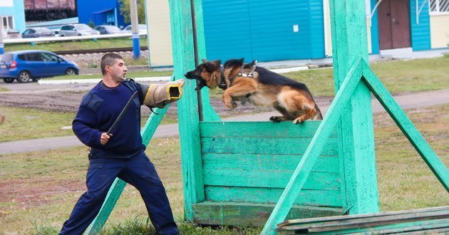 Охрана с применением собак
